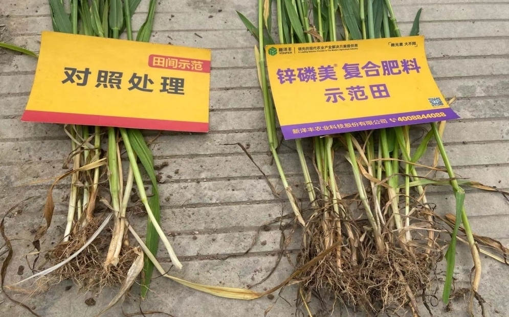 茎秆和根系对比：示范田根系更多， 且茎秆更粗壮.jpg