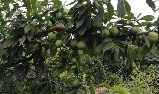 图片4 2021年示范田果树整体长势与挂果量.jpg