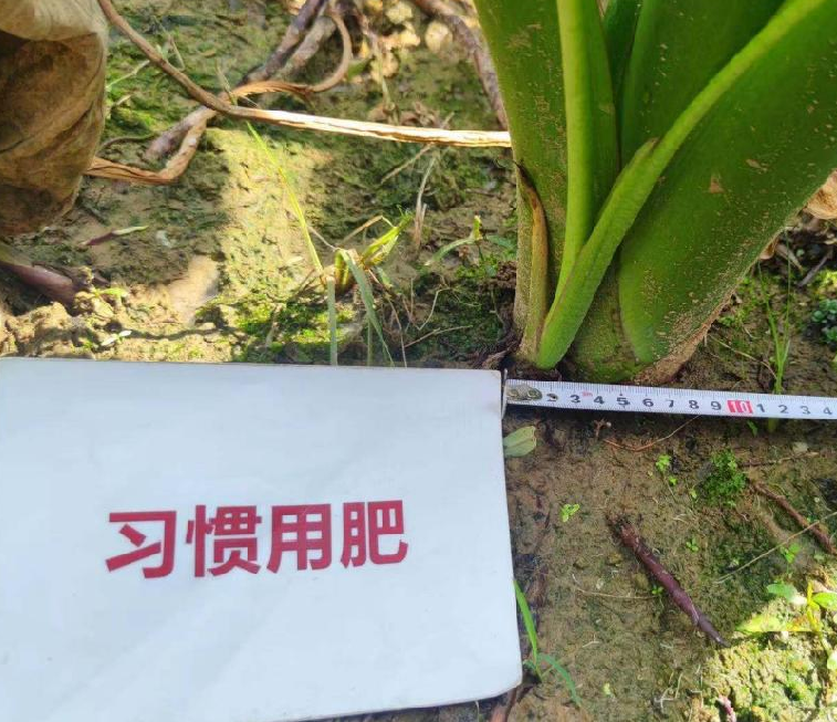图片6对照田芋头茎粗.jpg