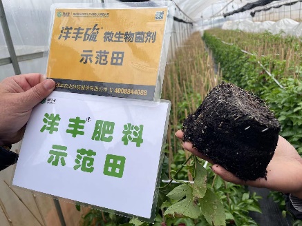 2月24日，使用7天后，有新根长出。.jpg