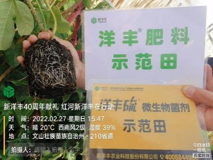 2月27日，使用10天后，根系已恢复正常生长，根系发达。.jpg