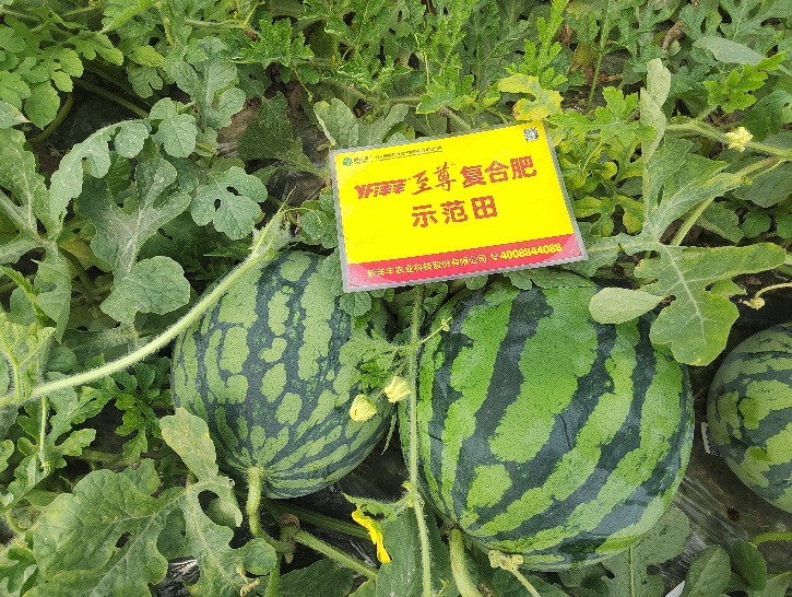 示范西瓜个头大、卖相好.jpg