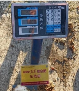 示范田芋头称重.jpg