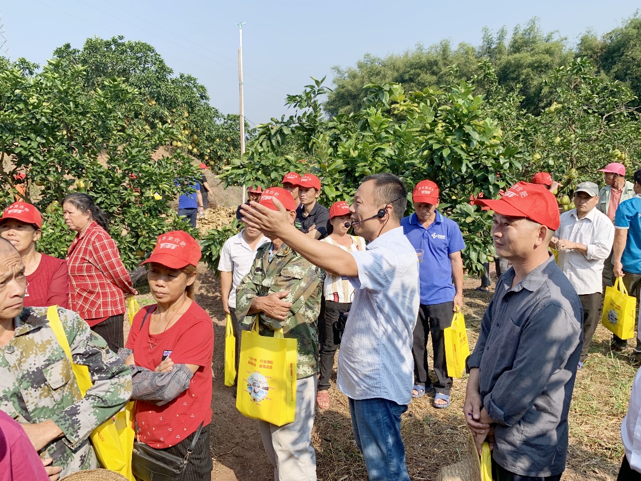 ylg060net永利娱高西南大区总农艺师李家涛（中）在广西壮族自治区玉林市容县沙田柚示范观摩现。种不ё黾际跫靶Ч步.jpg
