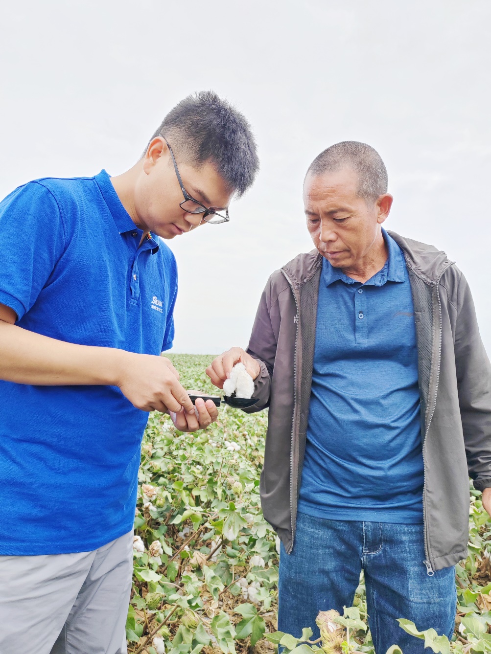 ylg060net永利娱高农艺师李春侨（左），在种植户陈克明（右）的棉田进行单铃测重，预估产量.jpg